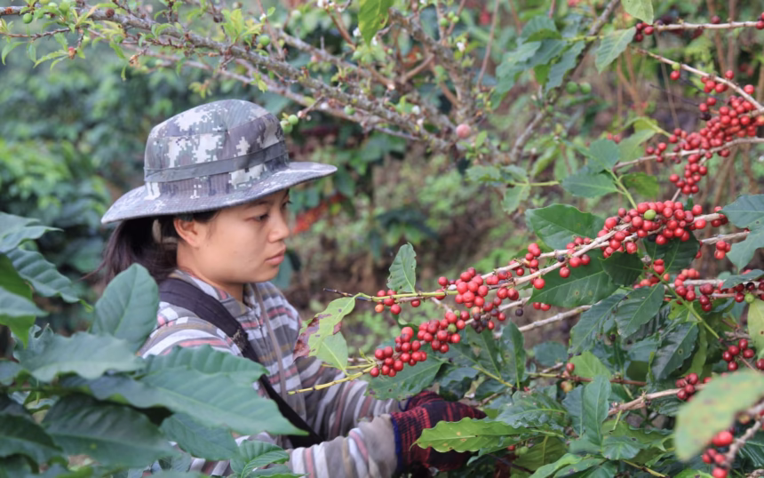 เกษตรกรกาแฟเชียงรายเผชิญสภาพอากาศแปรปรวน กระทบผลผลิตและคุณภาพ