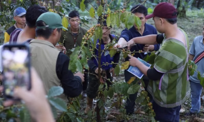 เกษตรกรกาแฟเชียงรายเผชิญสภาพอากาศแปรปรวน กระทบผลผลิตและคุณภาพ