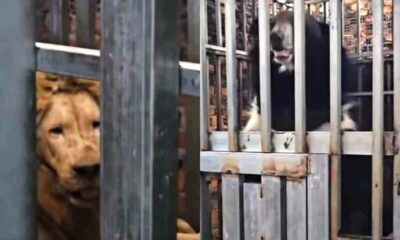 ทหารไทยช่วยเหลือสิงโต 2 ตัวและหมี 2 ตัวที่กำลังอดอาหารอยู่ในกัมพูชา